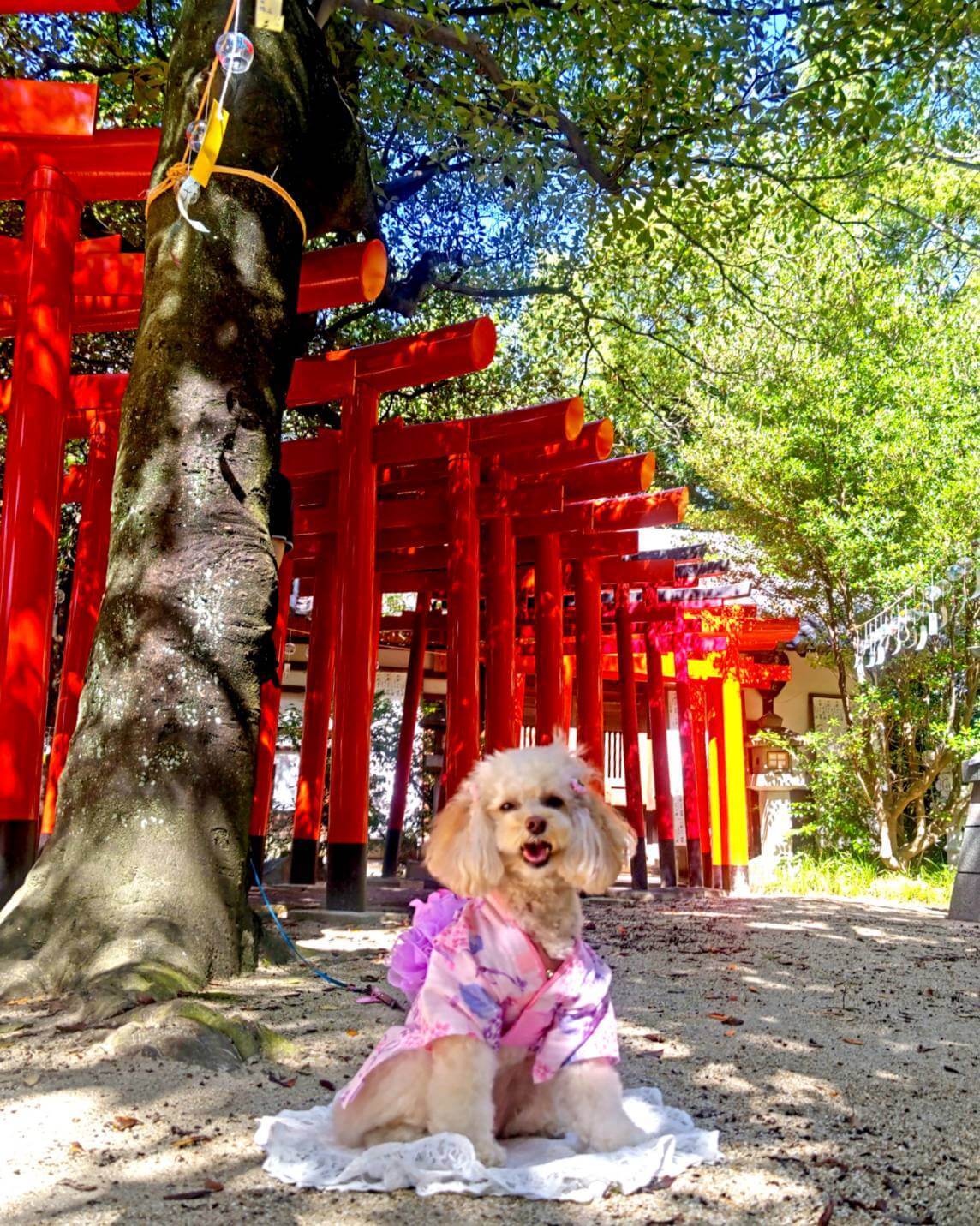 神社の境内で鳥居と一緒に写真を撮るトイプードル