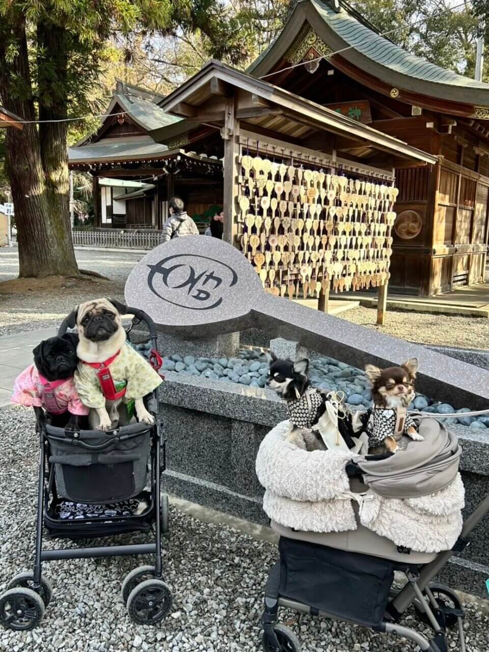 神社の境内でペットカートに乗って写真を撮る小型犬