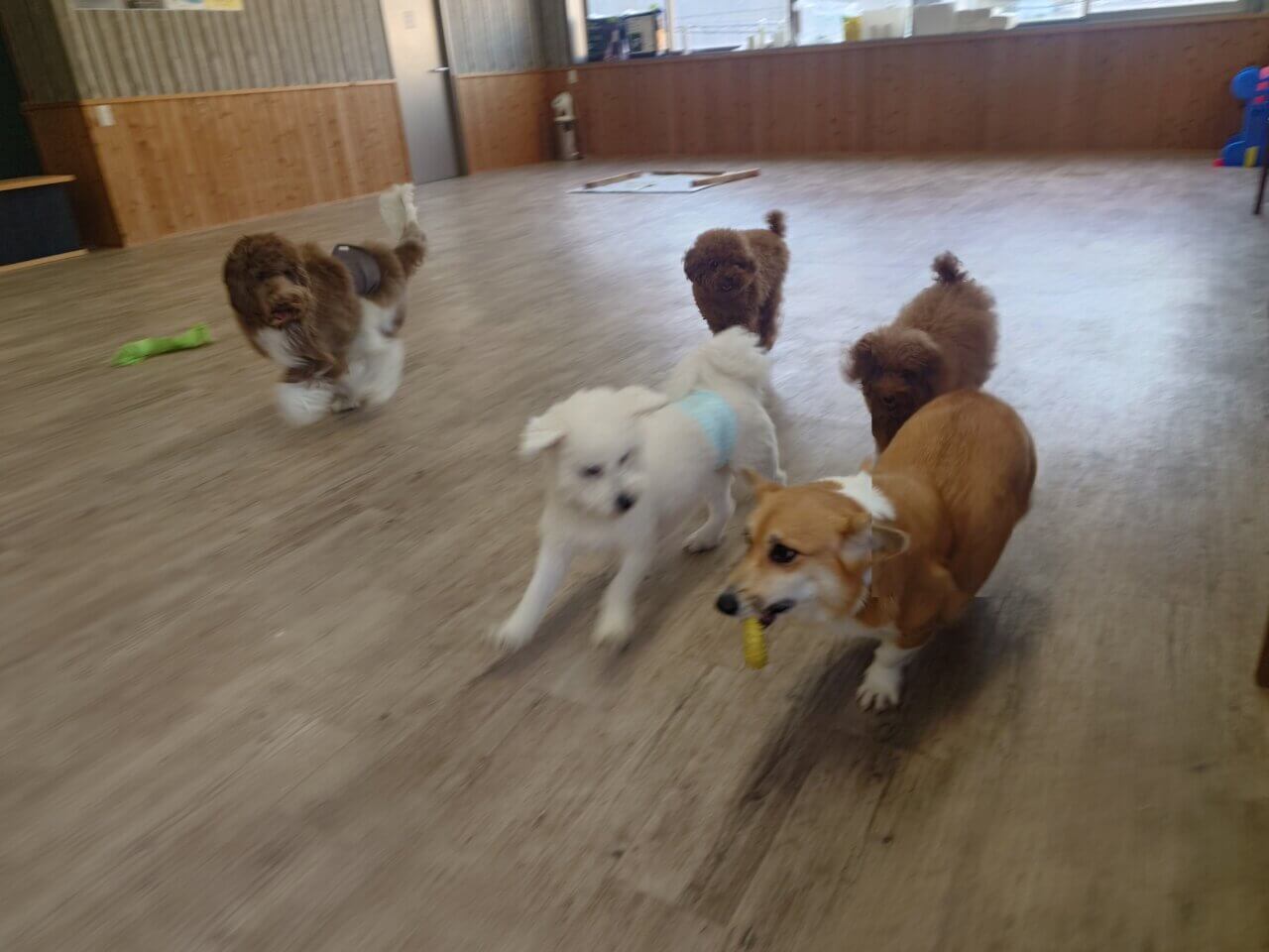 【静岡県】DogリフレOGGI