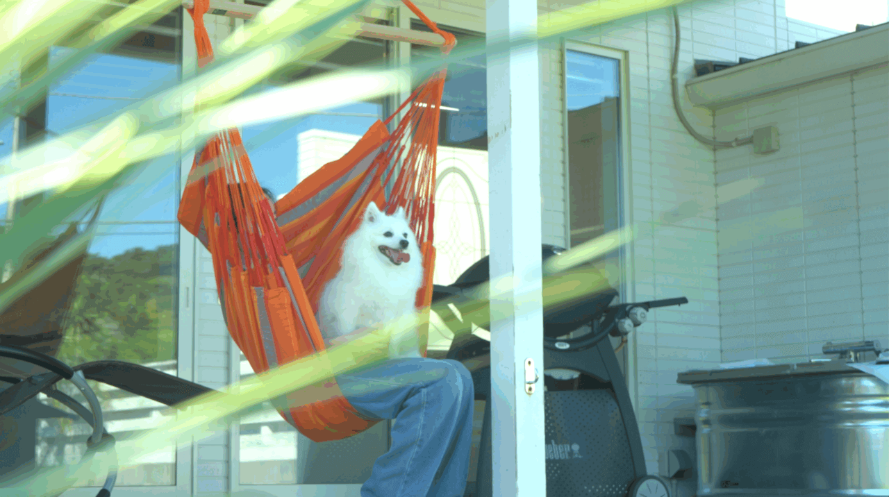 犬　のんびりステイ