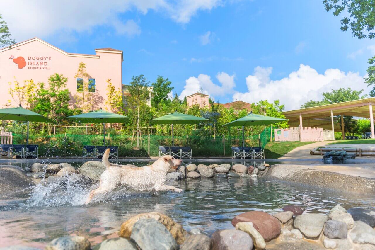 【千葉県】小谷流の里 ドギーズアイランド