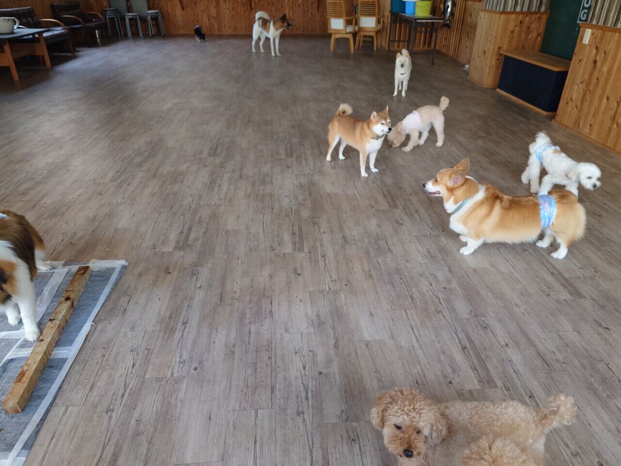 【静岡県】DogリフレOGGI