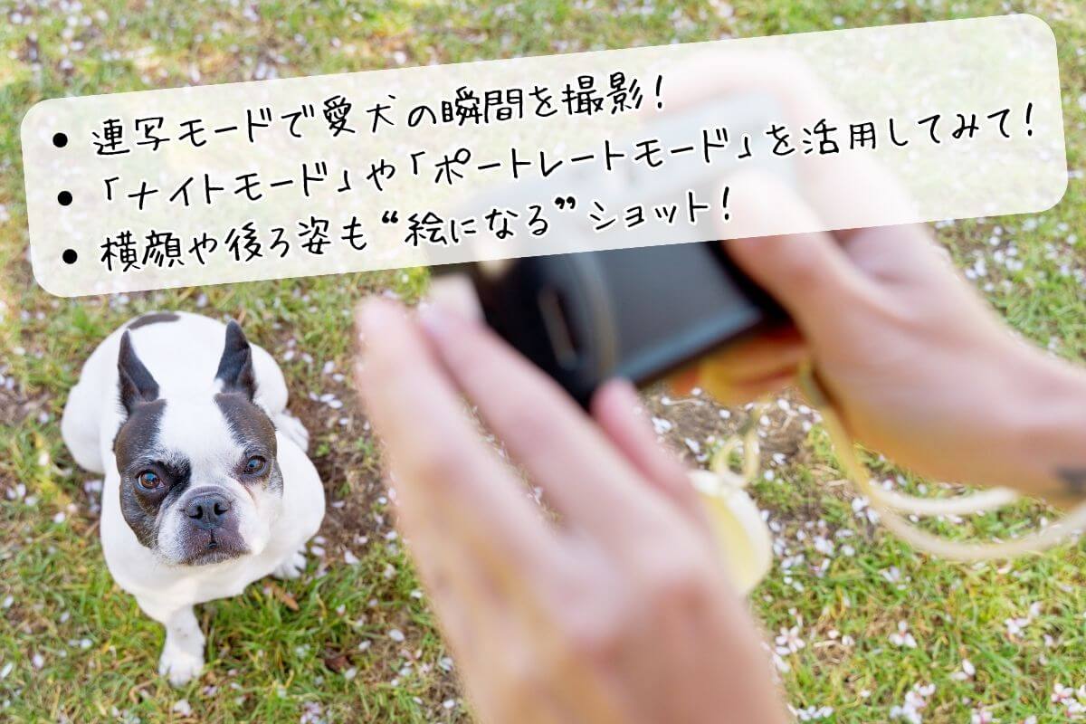 愛犬の夜間での撮影方法