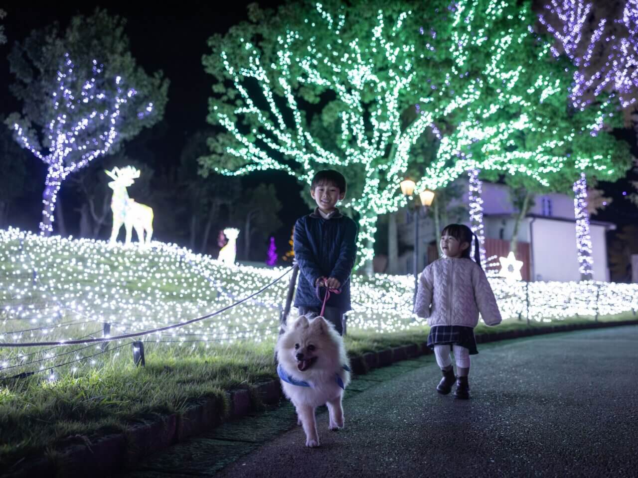 Wonder Night Hill 2025