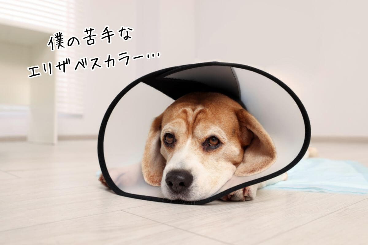 急な入院などが必要になる場合がある、犬の診断