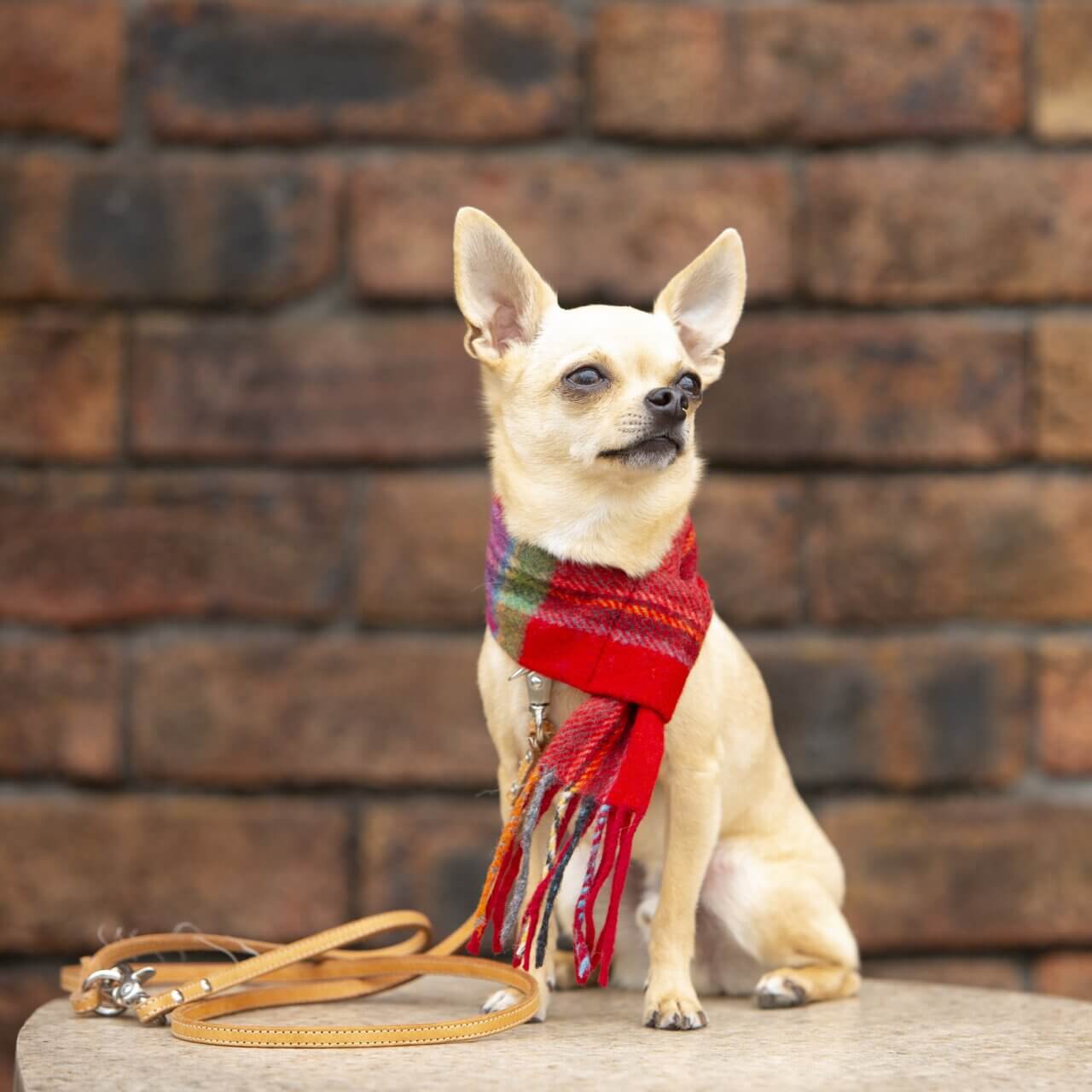 INUTO|犬のチェック柄マフラー