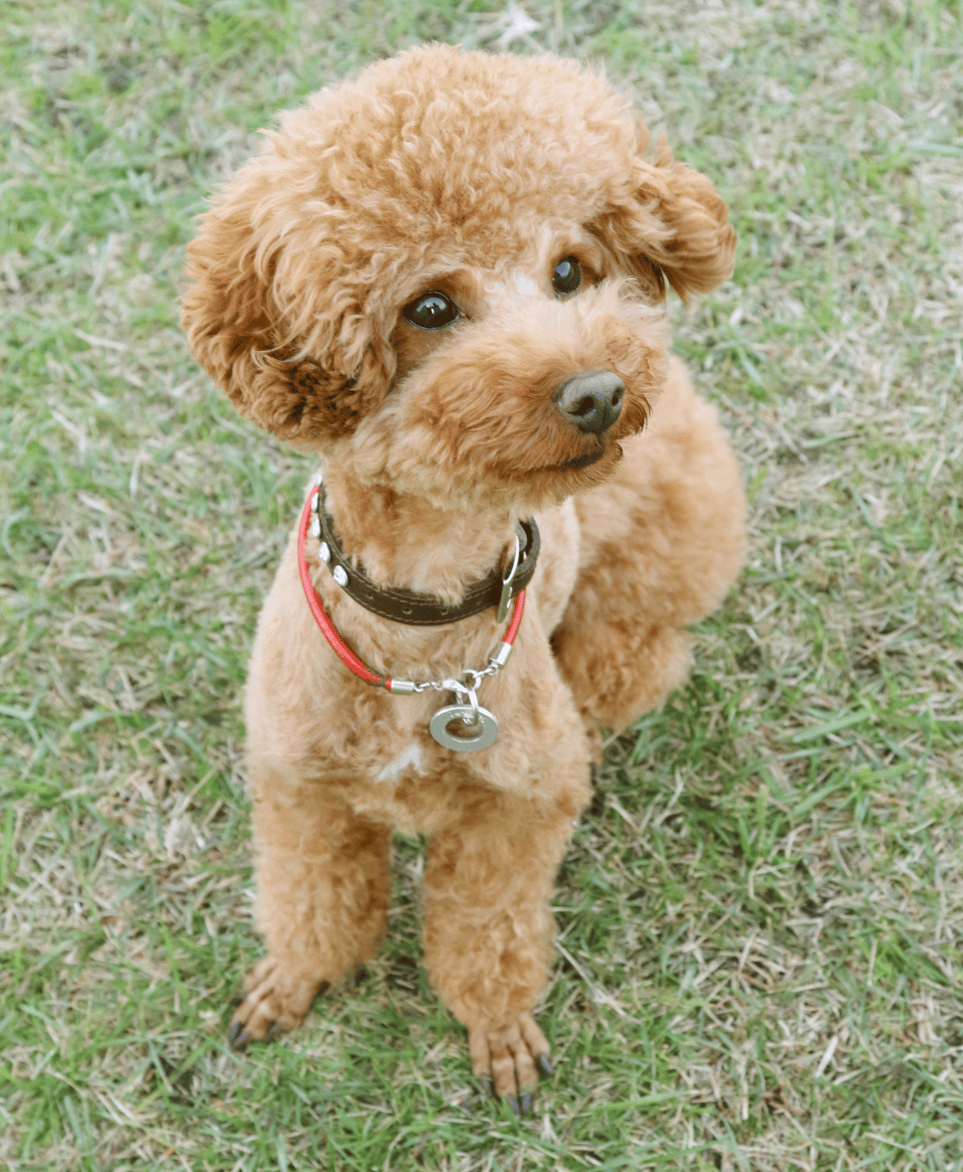 トイプードル 顔周りすっきり小顔カット 写真