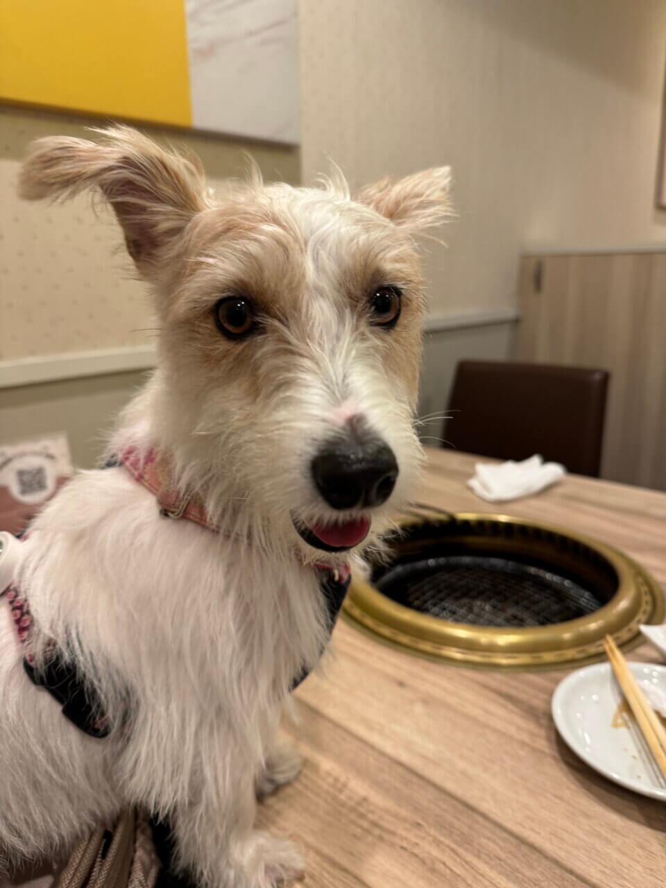 【東京・犬同伴OK】肉菜工房 うしすけ 台場店|愛犬と一緒に店内で焼肉を楽しめる、特別感あふれるペット同伴OKの人気スポット