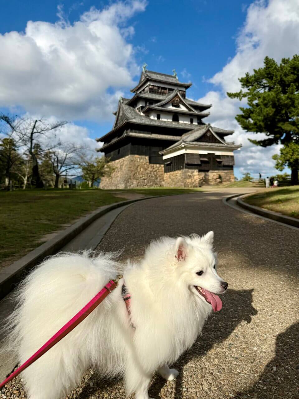 【島根・犬同伴OK】松江城|国宝の美しい天守と四季の景色を、愛犬と一緒に楽しめる歴史ある名城