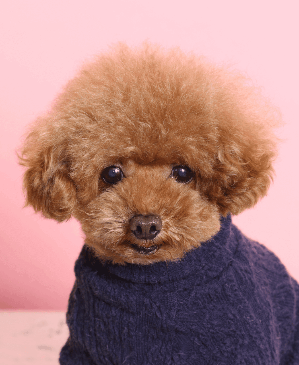 トイプードル マッシュカット 写真