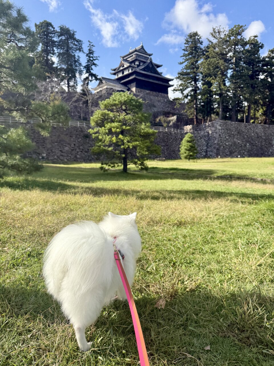 【島根・犬同伴OK】松江城|国宝の美しい天守と四季の景色を、愛犬と一緒に楽しめる歴史ある名城