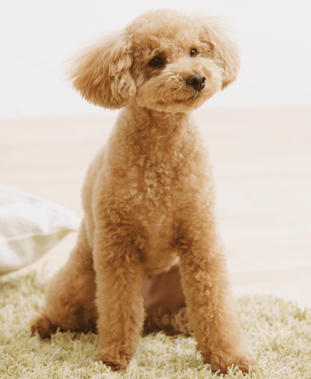 トイプードル テディベアカット 写真