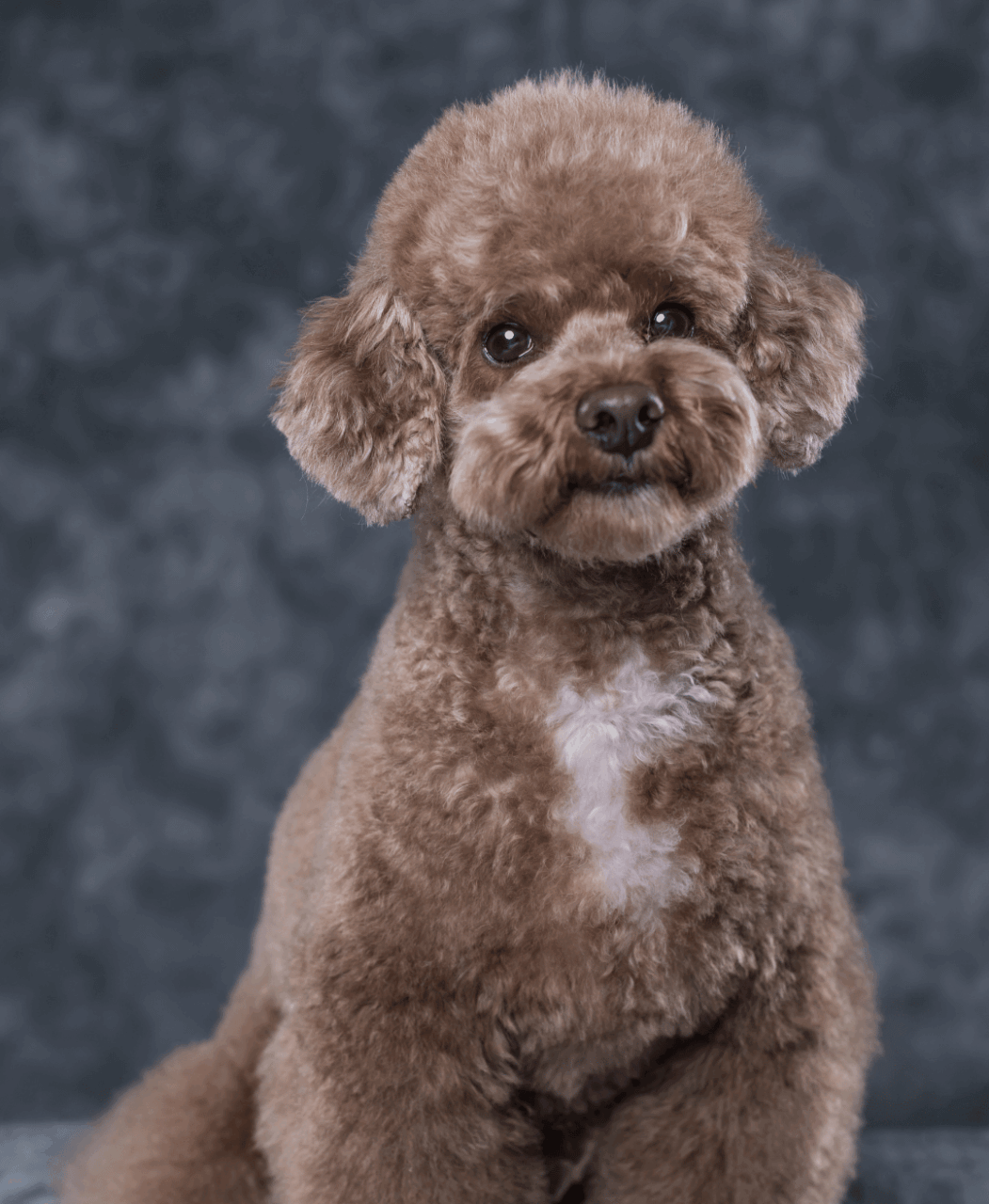 トイプードル 韓国風ふんわりカット 写真