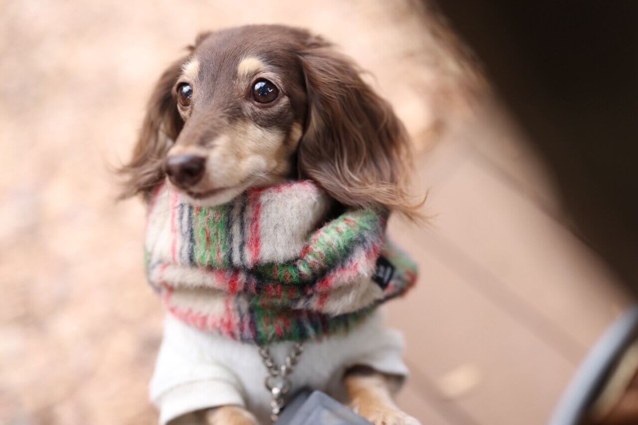 ラムピノクチュール|マフラー