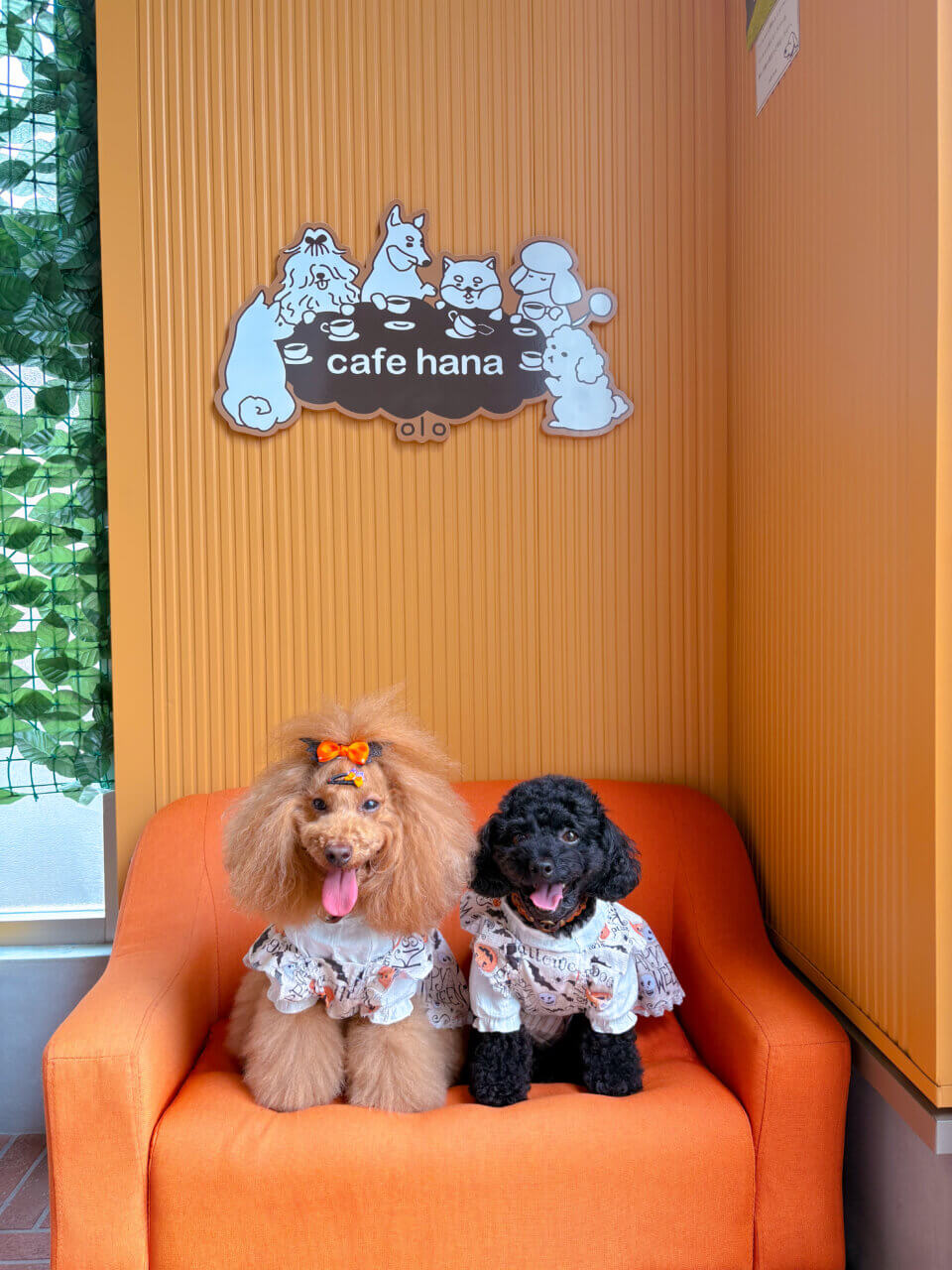 【京都・犬同伴OK】cafehana|ドッグラン併設で、愛犬と一緒に食事も遊びも楽しめる癒しのドッグカフェ