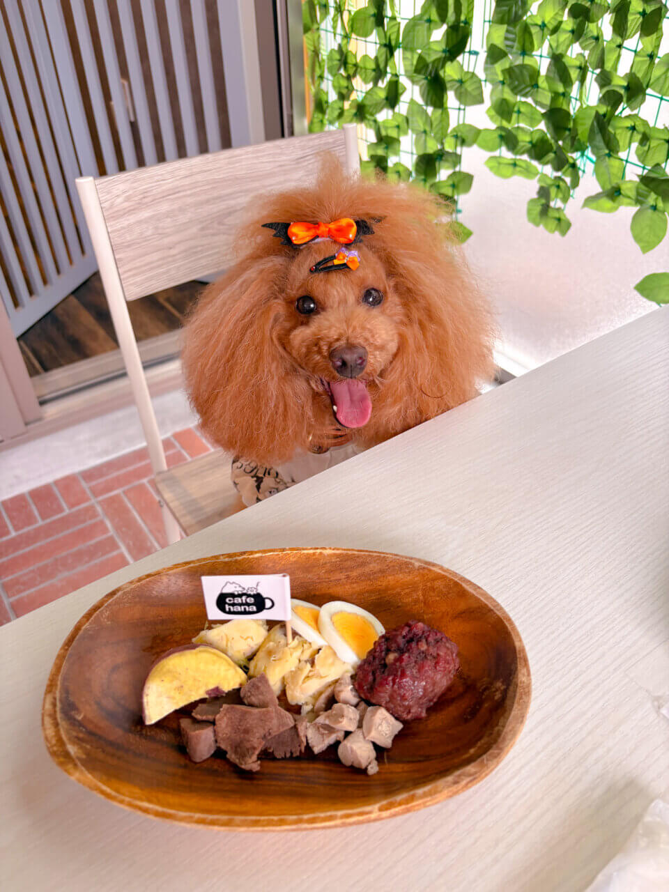 【京都・犬同伴OK】cafehana|ドッグラン併設で、愛犬と一緒に食事も遊びも楽しめる癒しのドッグカフェ