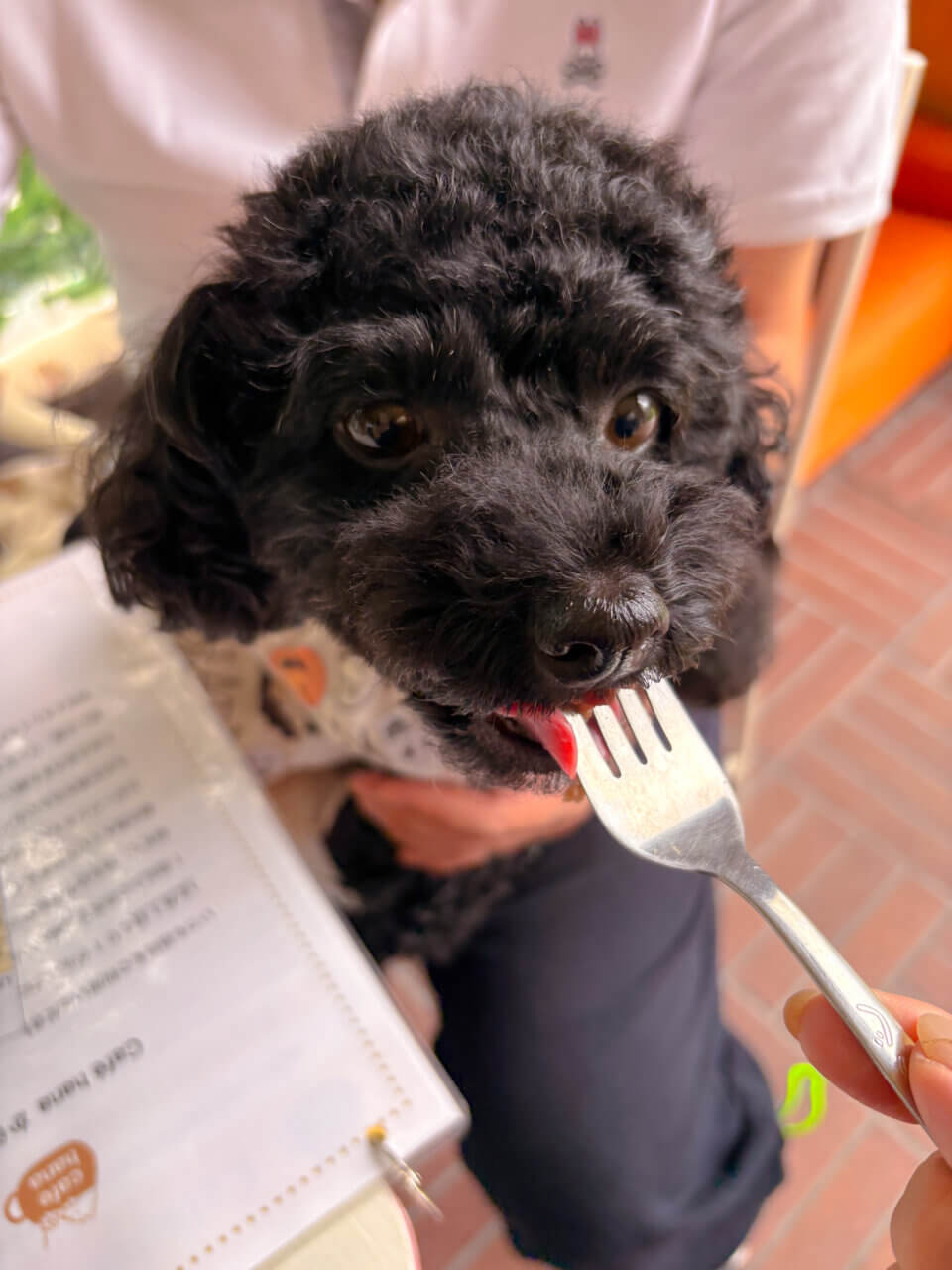 【京都・犬同伴OK】cafehana|ドッグラン併設で、愛犬と一緒に食事も遊びも楽しめる癒しのドッグカフェ
