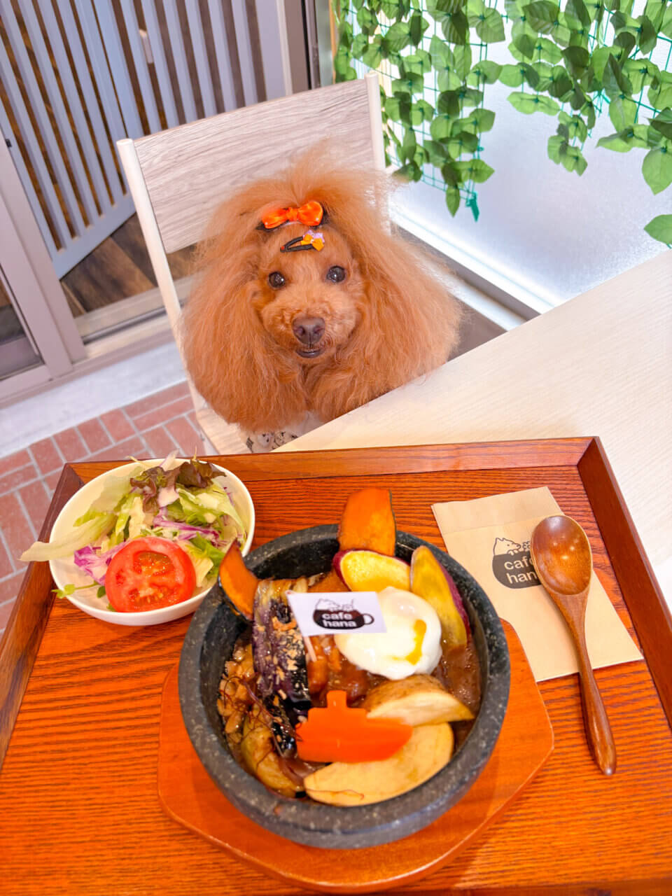 【京都・犬同伴OK】cafehana|ドッグラン併設で、愛犬と一緒に食事も遊びも楽しめる癒しのドッグカフェ