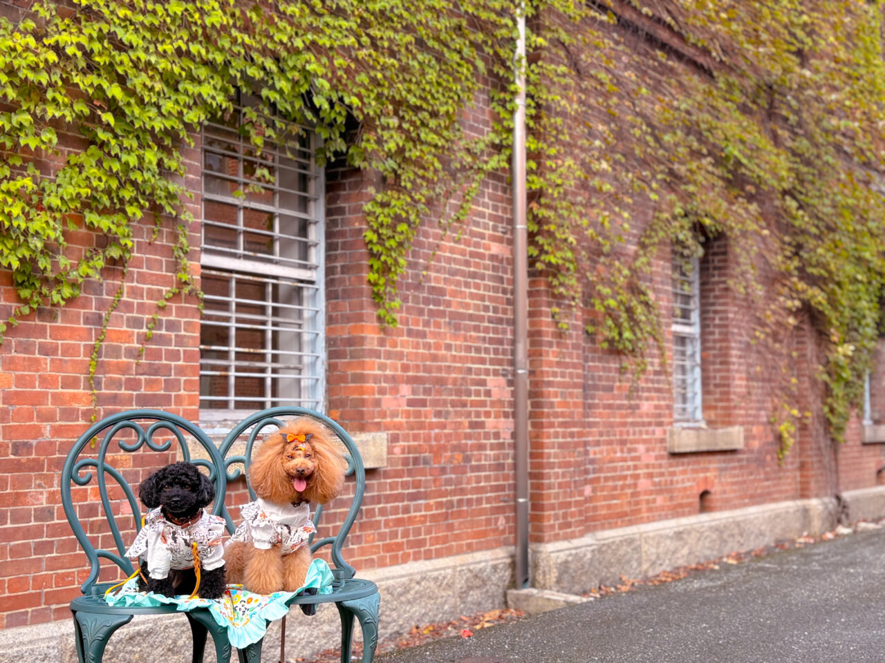 【京都・犬同伴OK】舞鶴赤レンガパーク|海と歴史ある赤レンガの景観を、愛犬と一緒に楽しめるフォトジェニックな人気スポット