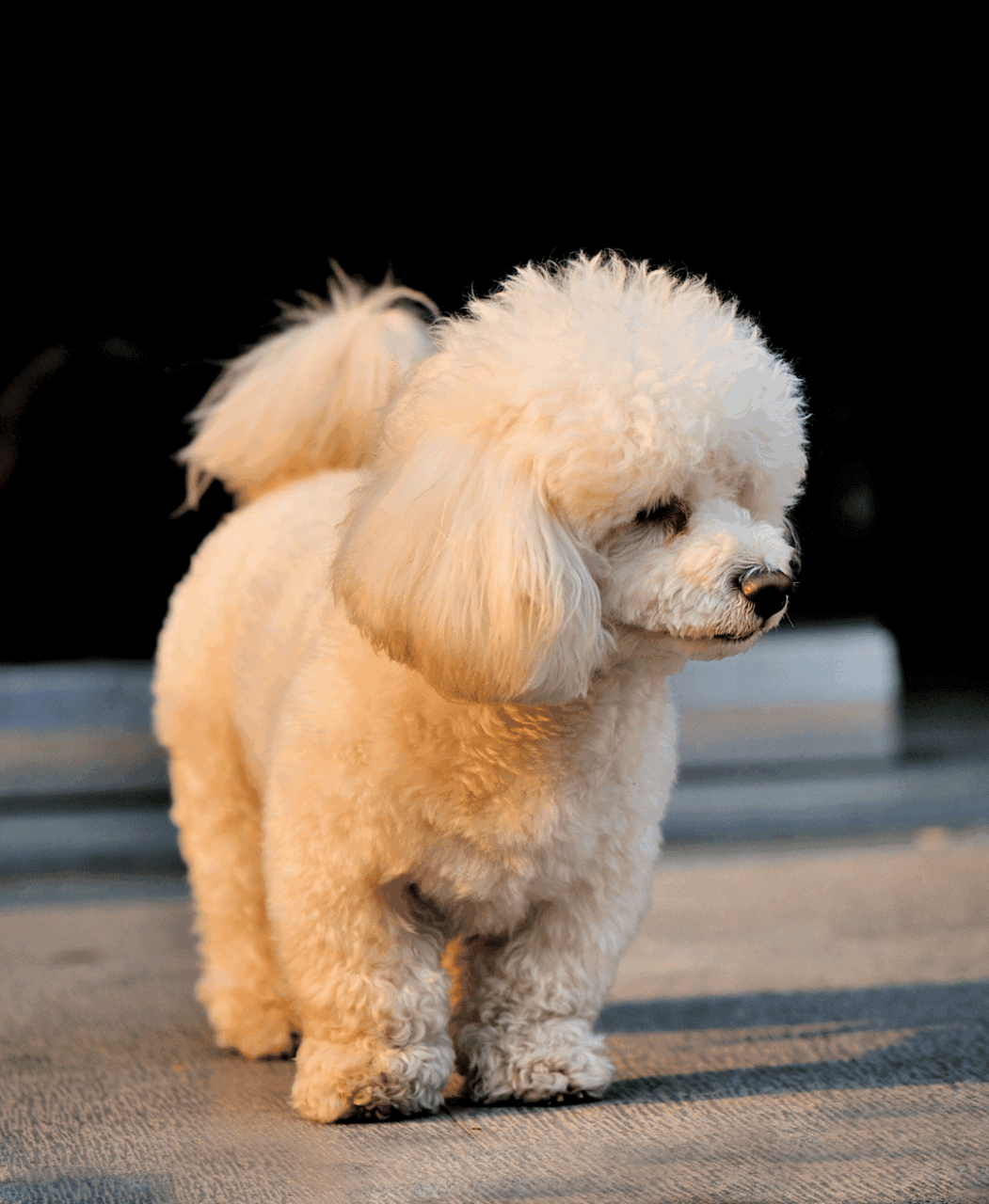 トイプードル ベア×短めボディ 写真