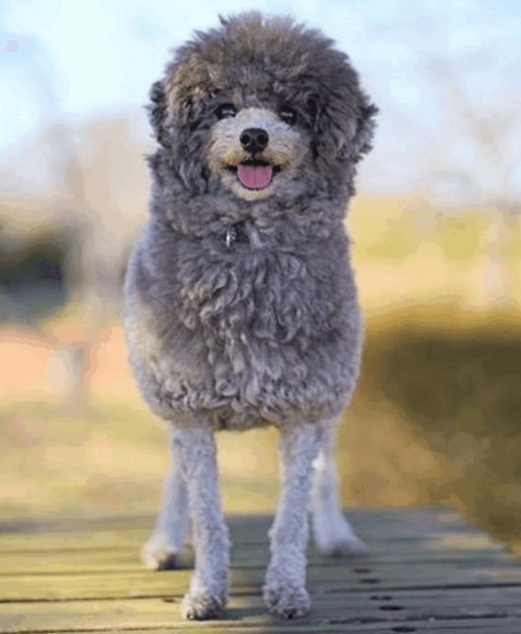 トイプードル すっきりラムクリップ 写真