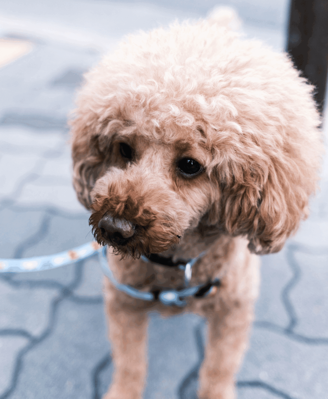 トイプードル アフロ風ボリュームカット 写真