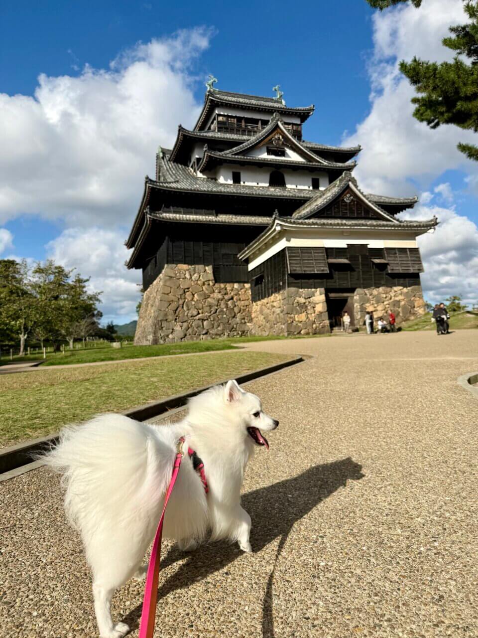 【島根・犬同伴OK】松江城|国宝の美しい天守と四季の景色を、愛犬と一緒に楽しめる歴史ある名城