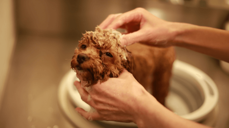 犬のシャンプー