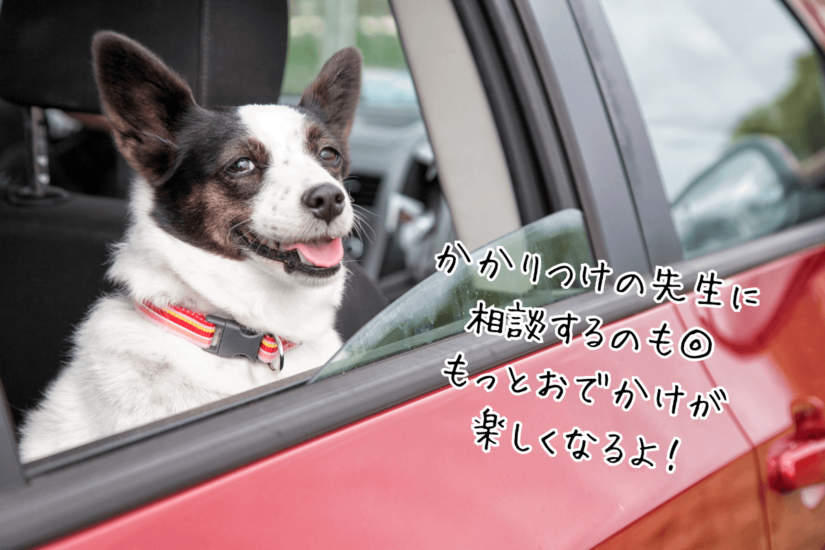 車でのお出かけでは、わんちゃんの車酔いにも配慮してあげましょう。
車やキャリーケースに慣れていない子も多く、快適に過ごせるよう工夫が必要です。