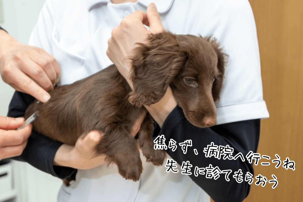 また、突然病院へ向かうのではなく、事前に電話で「誤食の可能性があること」「受診を希望していること」を伝えておくと、病院側との情報共有がスムーズになり、適切な受診タイミングの判断につながる場合があります。