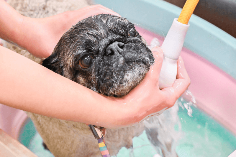 皮膚科と連携したトリミングサロン