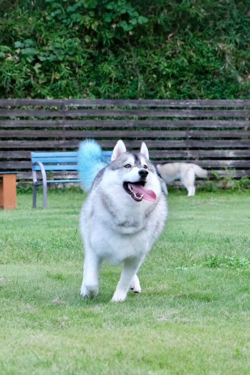 【岡山県・犬同伴OK】ホワイトガーデン｜5面ドッグラン付きで、愛犬と一日中くつろげる癒しのガーデンカフェ！