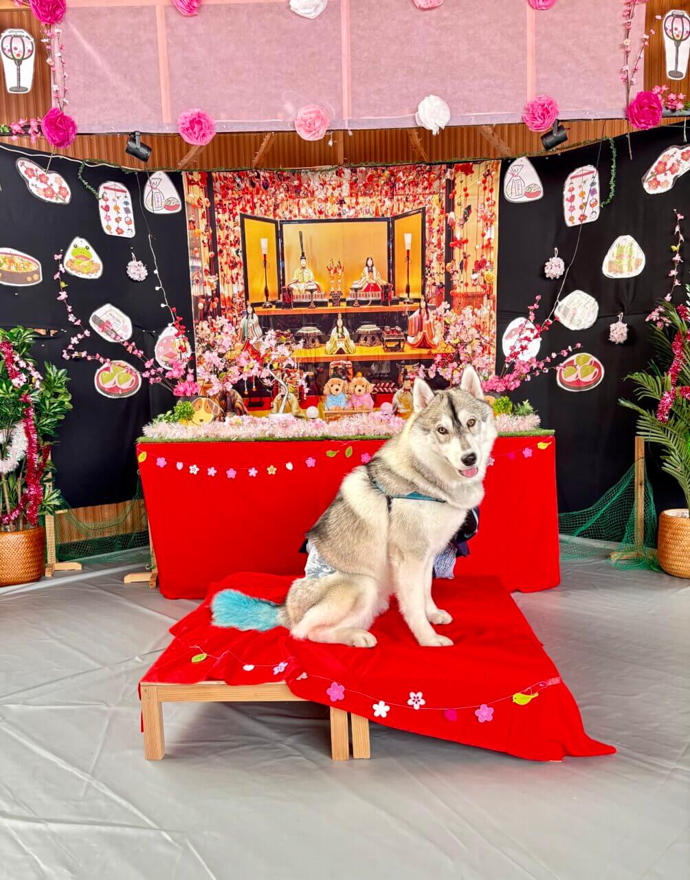 犬同伴OKの宿泊施設で過ごすシベリアンハスキーの写真