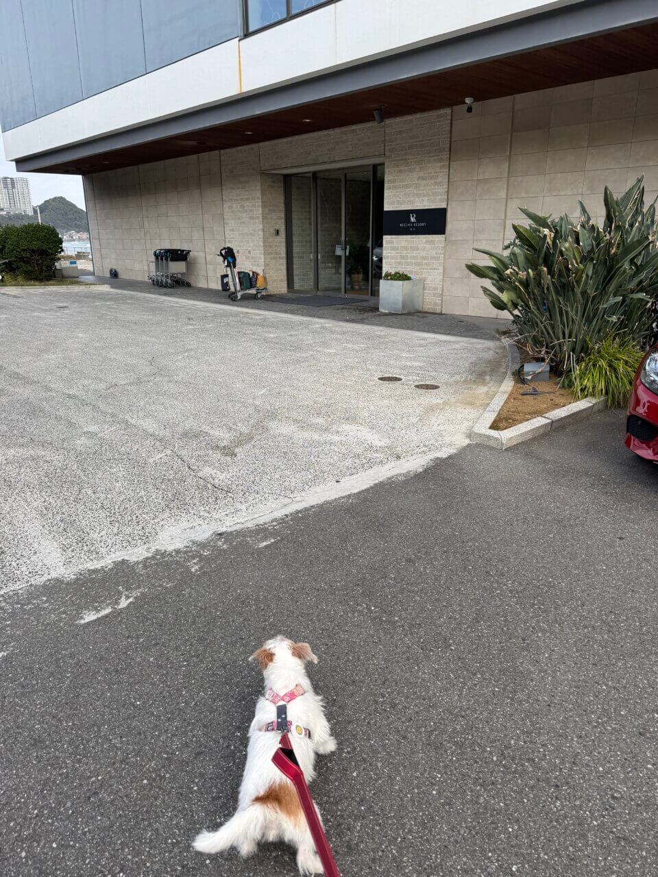 【東京・犬同伴OK】レジーナリゾート鴨川|全室オーシャンビューで、ドッグプールや砂浜散歩も楽しめる“愛犬ファースト”のリゾートホテル!