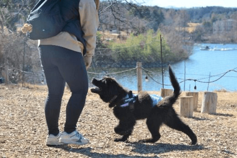 ドッグラン＆RVパークでアクティブに過ごす犬の写真