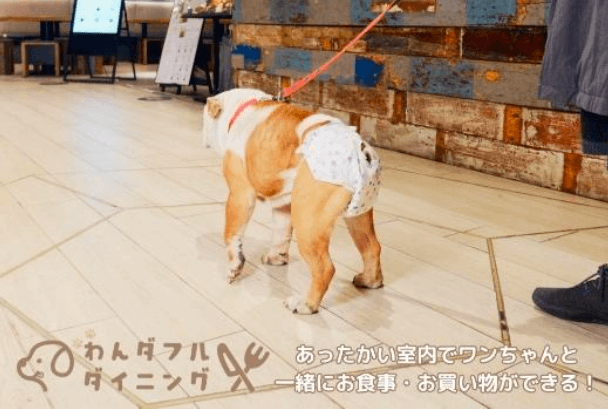 愛犬同伴で入館できる「わんダフル ダイニング」の紹介写真
