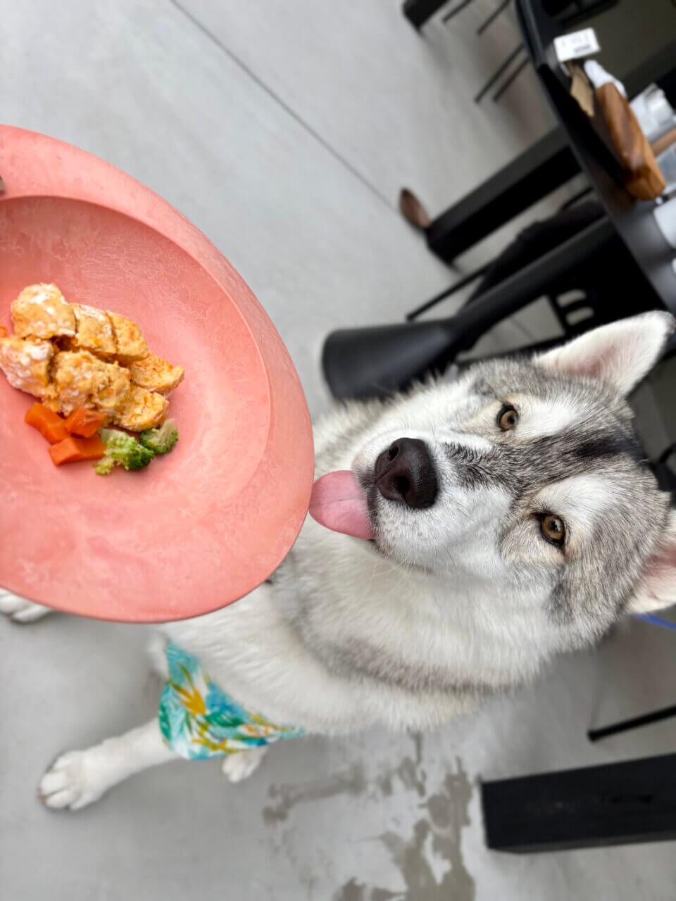 【広島県・犬同伴OK】dog lounge yaburo｜自然に囲まれた空間で、愛犬とくつろぐ特別なひととき