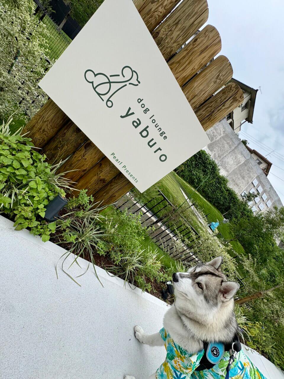 【広島県・犬同伴OK】dog lounge yaburo｜自然に囲まれた空間で、愛犬とくつろぐ特別なひととき