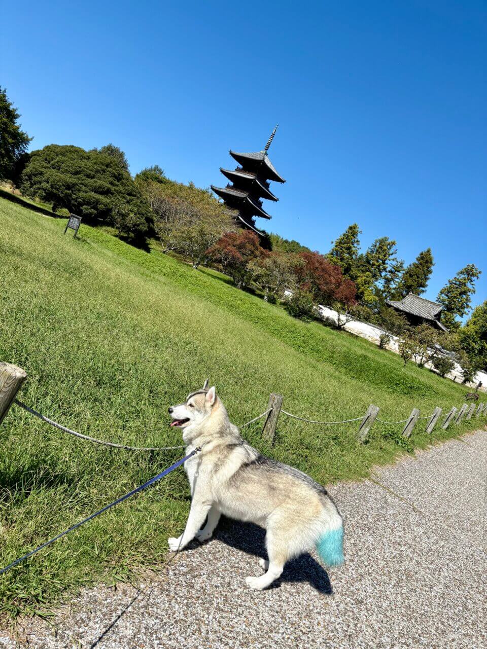 【岡山県・犬同伴OK】備中国分寺|五重塔と四季の花に癒される、愛犬と周辺散策を楽しめる歴史名所!