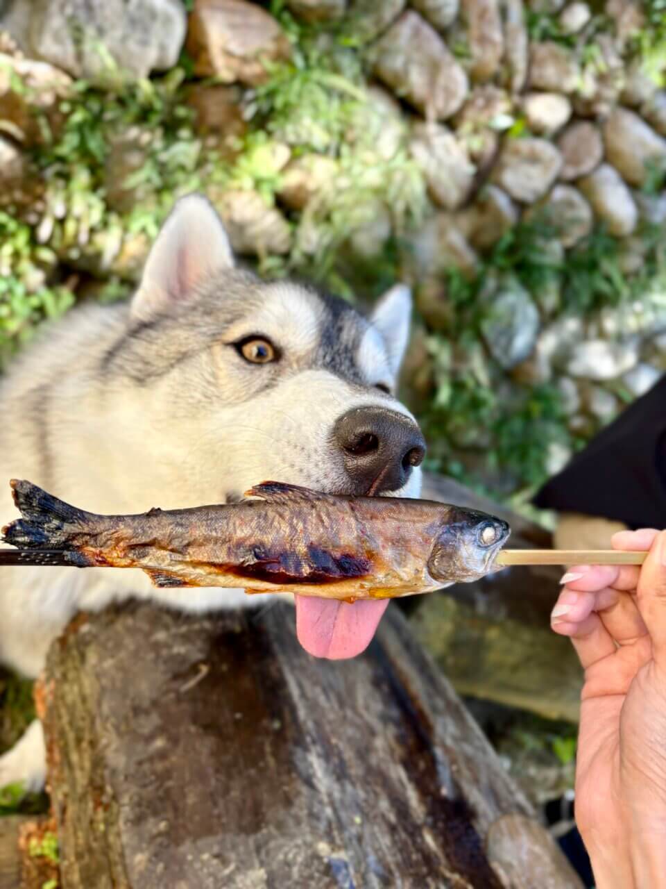 【岡山県・犬同伴OK】わんだぶる|天然芝ドッグランと名物グルメで、愛犬と自然を満喫できる真庭のドッグカフェ!