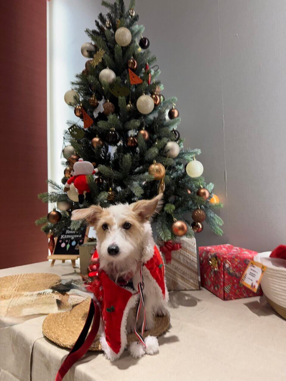 【東京・犬同伴OK】レジーナリゾート鴨川|全室オーシャンビューで、ドッグプールや砂浜散歩も楽しめる“愛犬ファースト”のリゾートホテル!