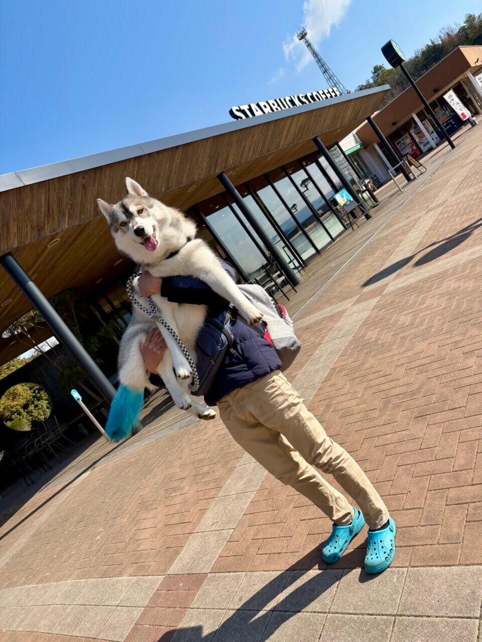 三木SAのスタバで写真を撮影するシベリアンハスキー