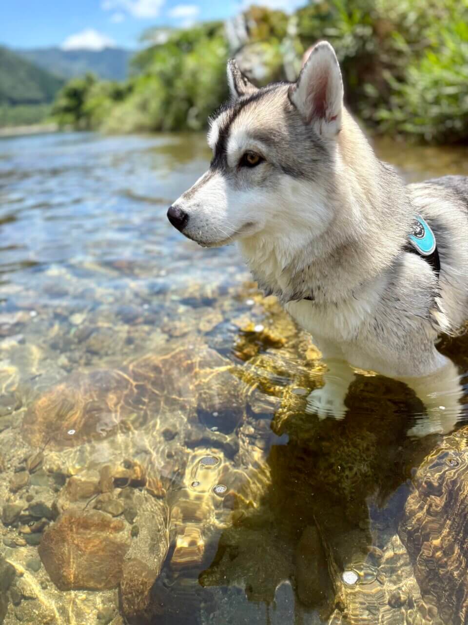 【岡山県・犬同伴OK】奥津湖|四季の景色と湖畔アクティビティを、愛犬と一緒に楽しめる岡山・鏡野町の人造湖