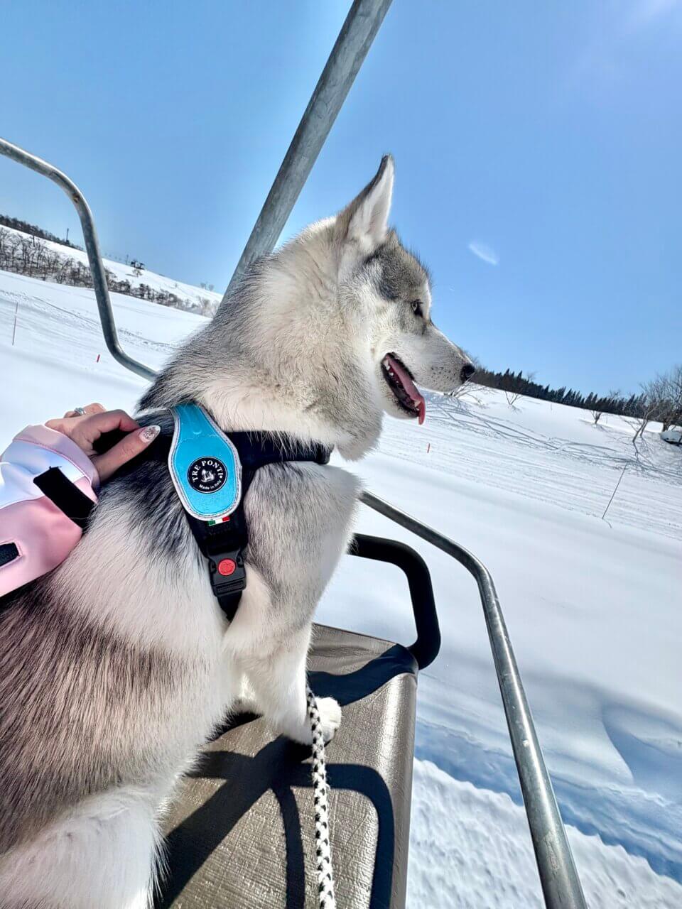黒姫高原スノーパークでシベリアンハスキーが雪で遊んでいる姿