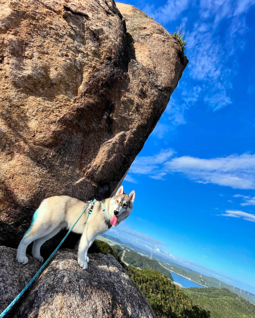 番田の立石で写真を撮影するシベリアンハスキー