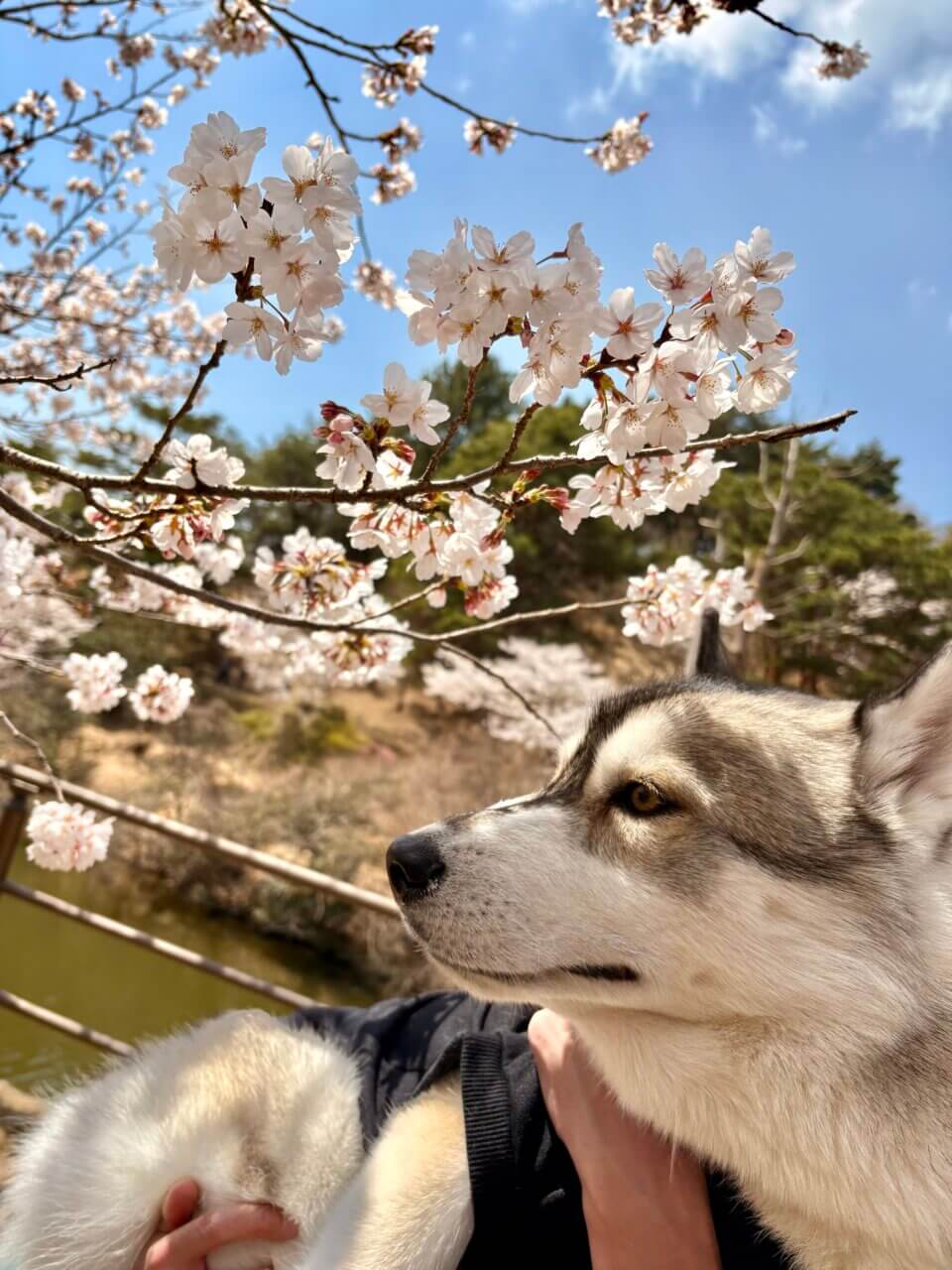 【岡山県・犬同伴OK】道の駅みやま公園｜自然と地元グルメを楽しめる、ドッグラン併設の道の駅！