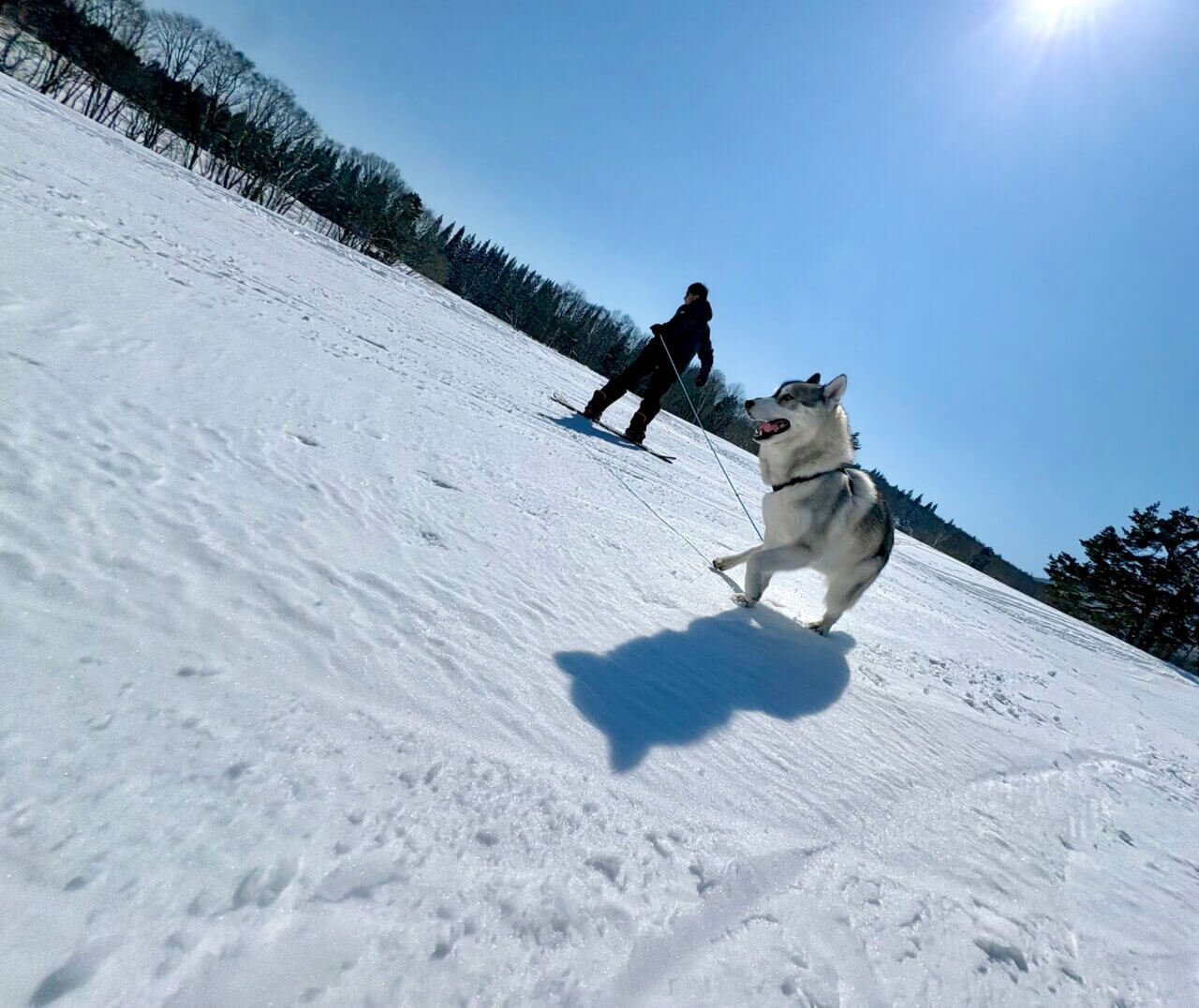 黒姫高原スノーパークでシベリアンハスキーが雪で遊んでいる姿