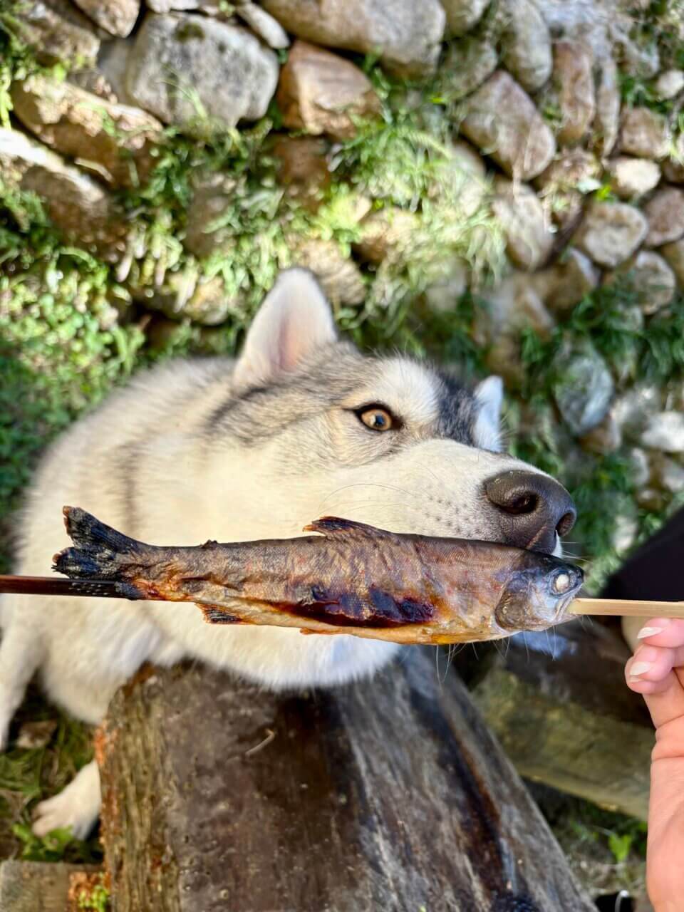 【岡山県・犬同伴OK】わんだぶる|天然芝ドッグランと名物グルメで、愛犬と自然を満喫できる真庭のドッグカフェ!