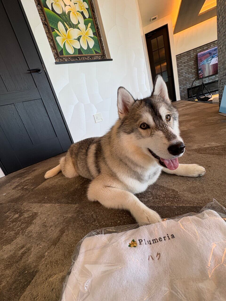 【和歌山県・犬同伴OK】Dog Villa Plumeria INAMI.｜愛犬と泊まれて遊べる、専用プール＆ドッグラン付きの贅沢ヴィラ！