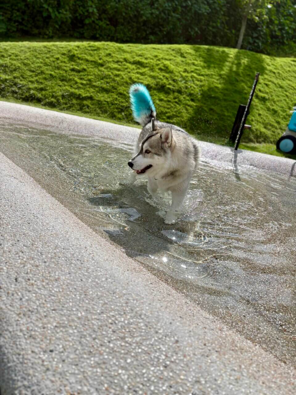 【広島県・犬同伴OK】dog lounge yaburo｜自然に囲まれた空間で、愛犬とくつろぐ特別なひととき